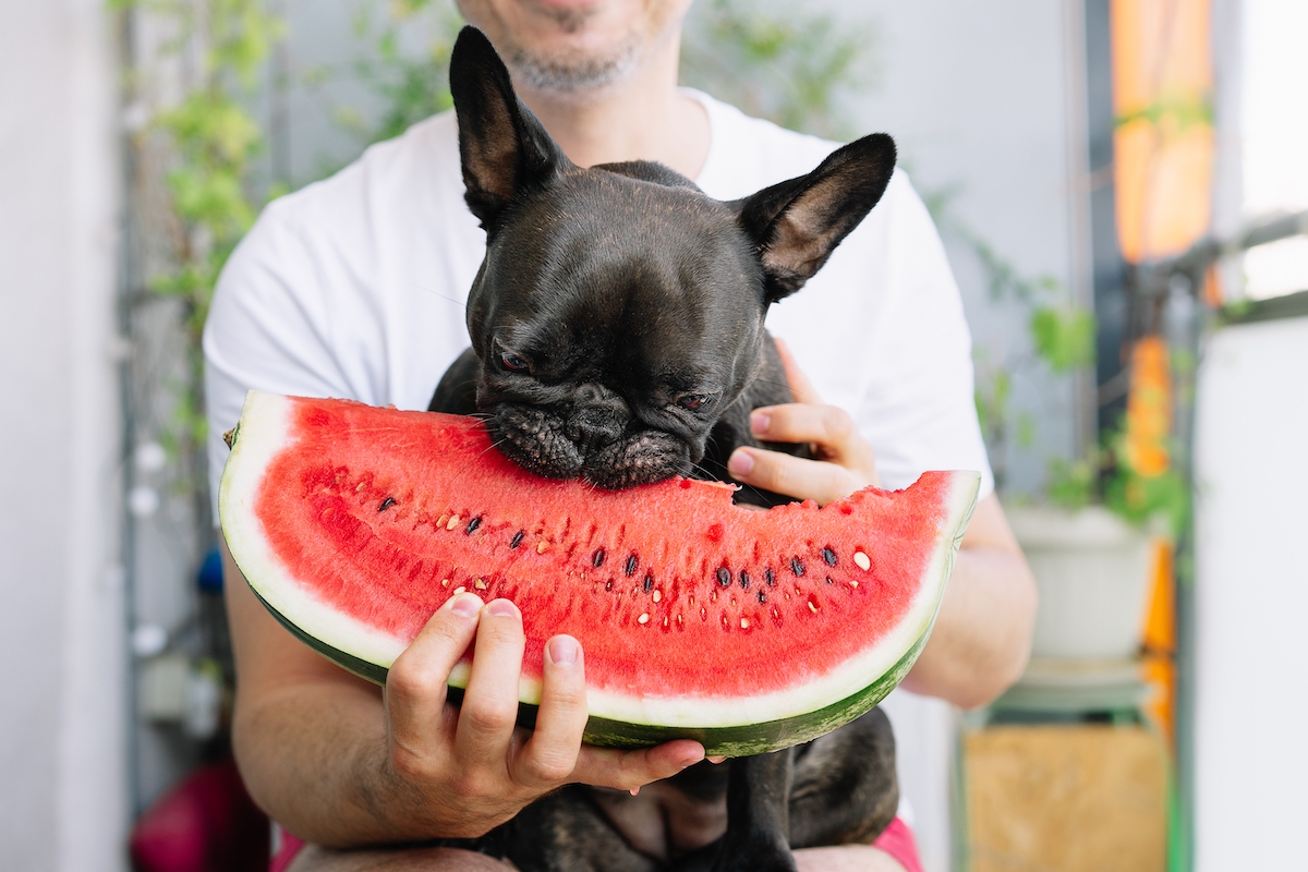 Can French Bulldogs Eat Watermelon? Everything You Need To Know