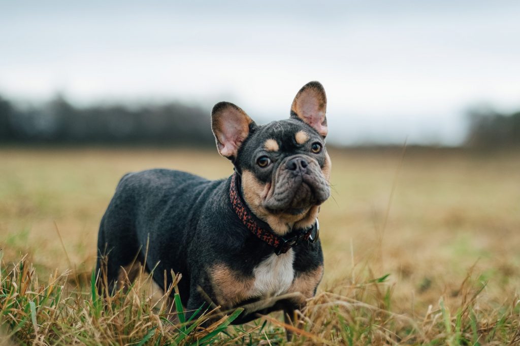 what do french bulldogs eat