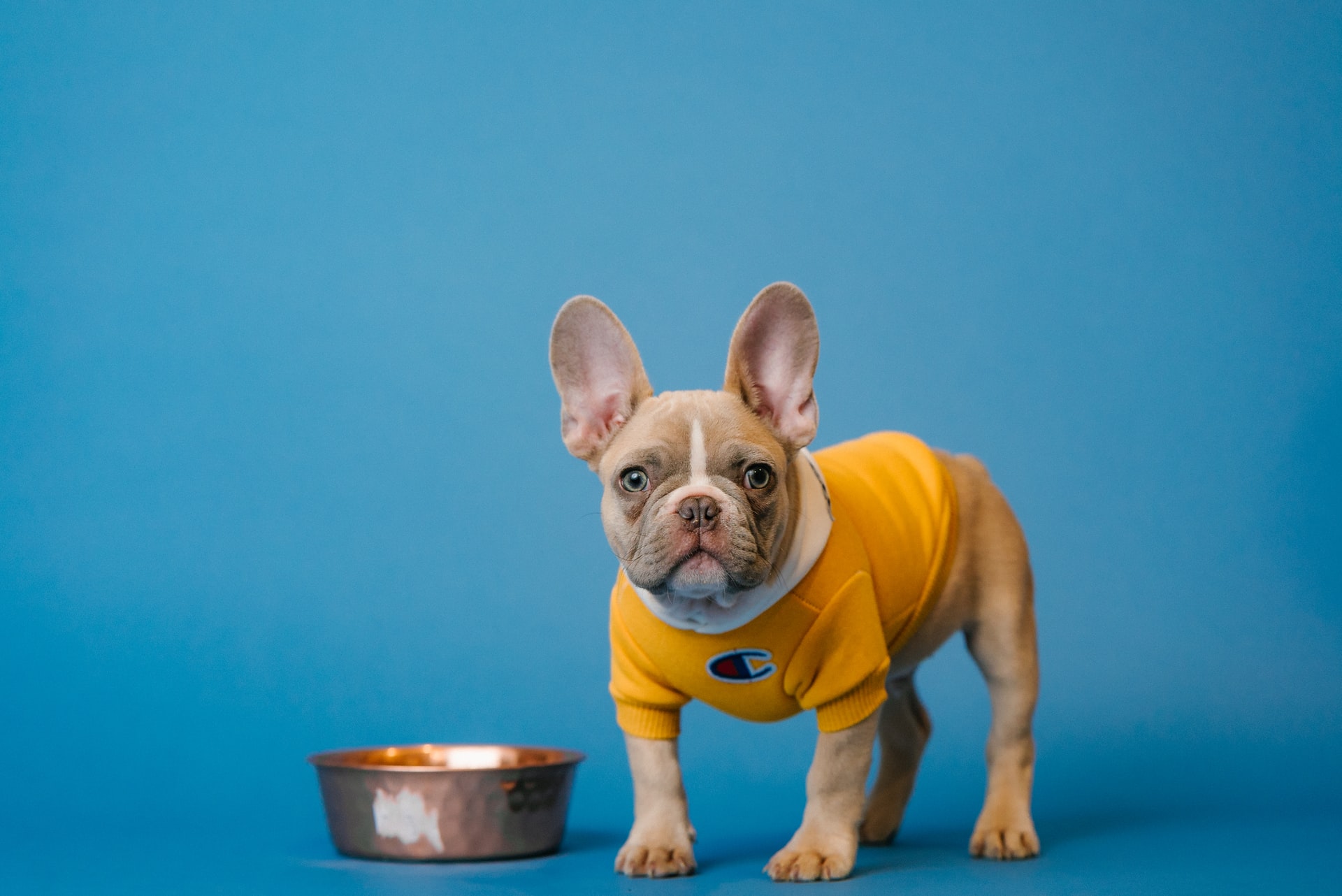 Best meat clearance for french bulldogs