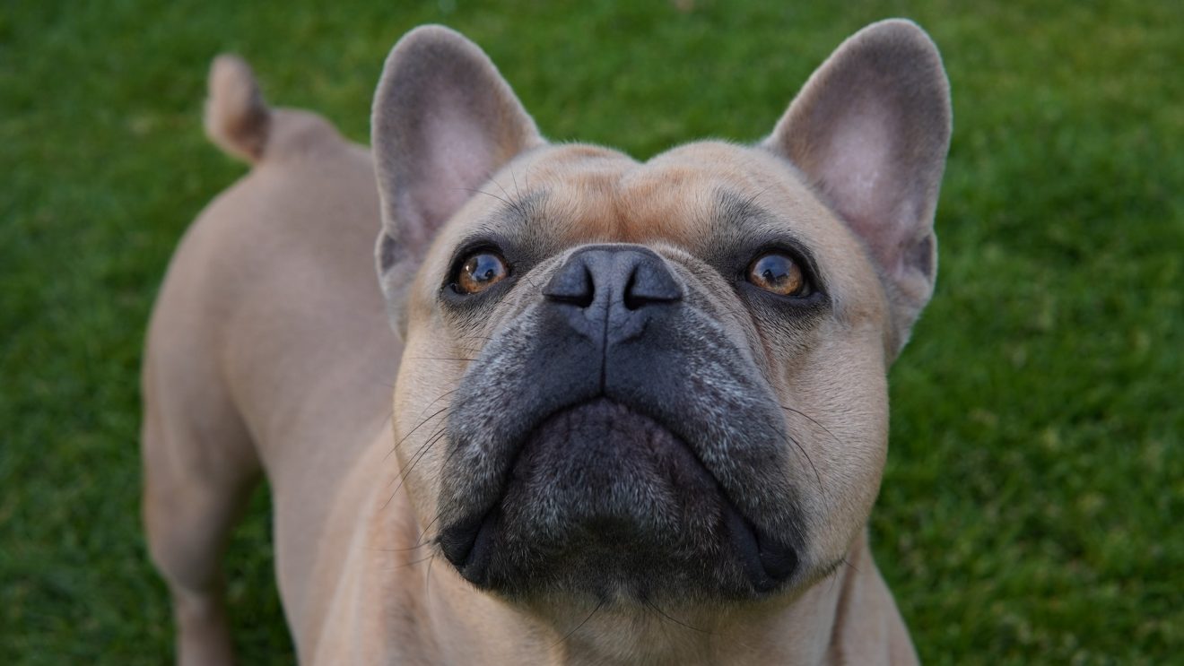 can-french-bulldog-eat-cauliflower-a-quick-food-guide-frenchieglobe