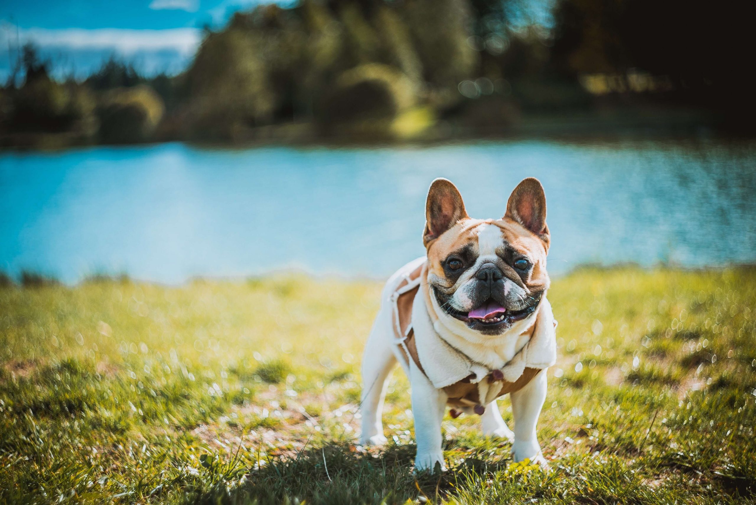 best toothpaste for french bulldogs