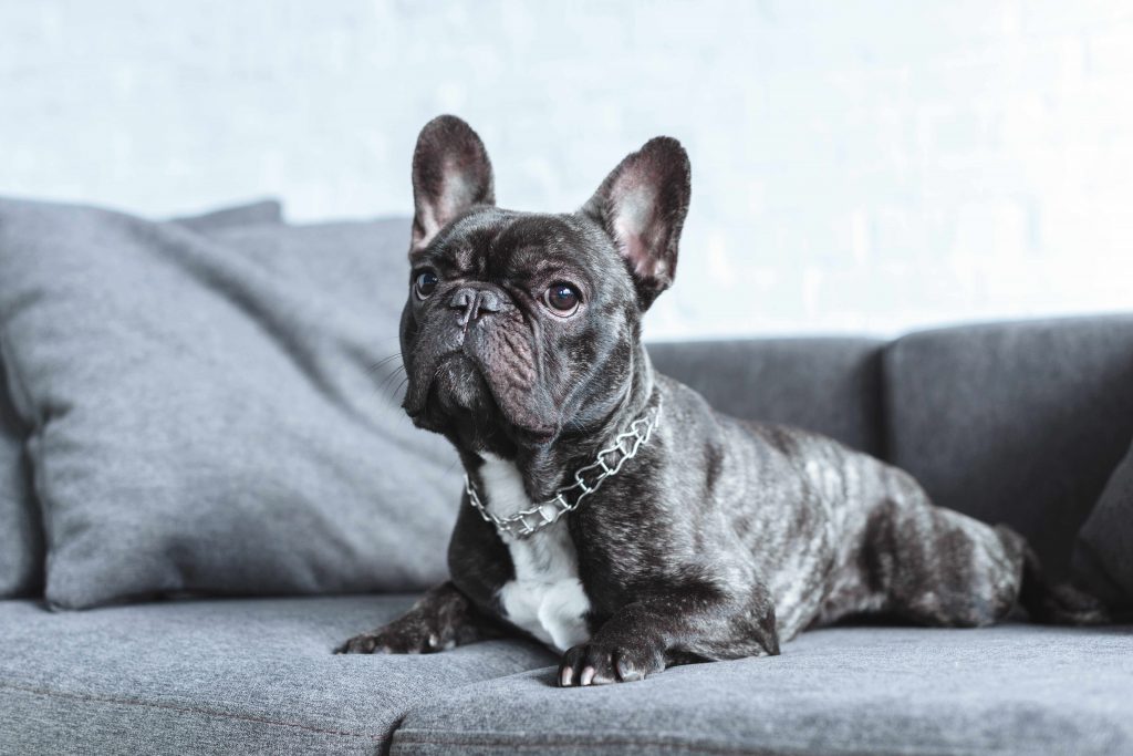 are blue french bulldogs rare