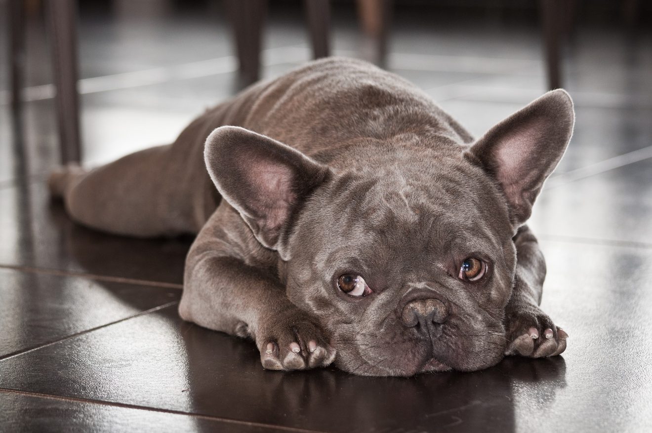 what-causes-seizures-in-french-bulldogs-general-info-tips-for