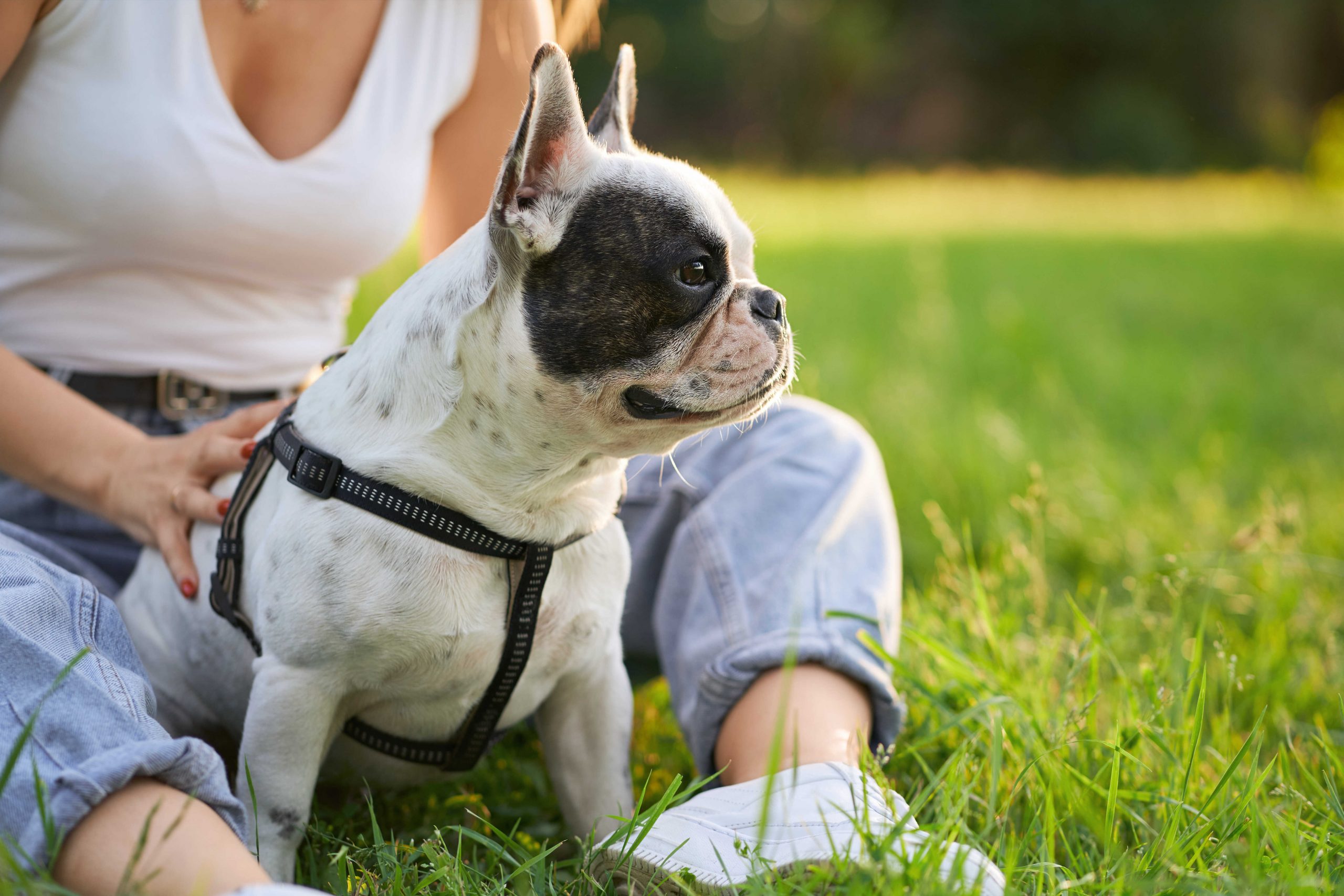 French Bulldog Vs. English Bulldog: Which Pet Is Right For You ...