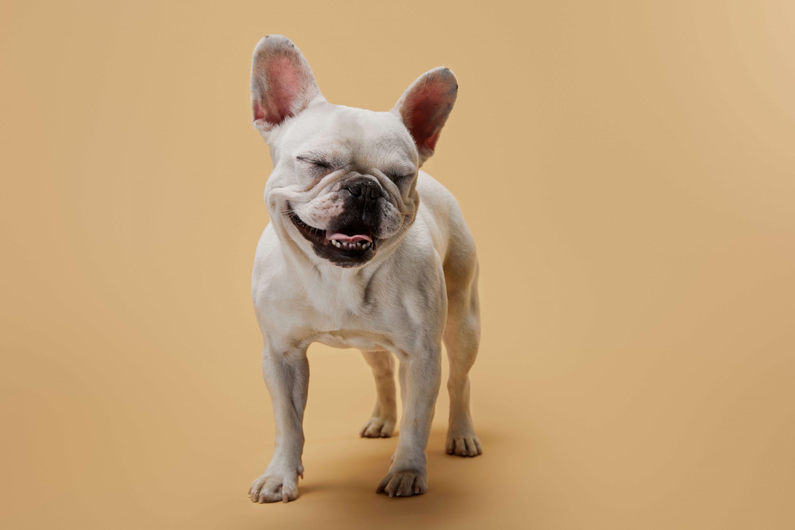 best toothpaste for french bulldogs