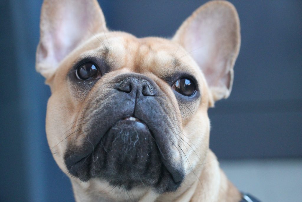 French Bulldog Crying - What Does It Mean? - Frenchie Globe Shop