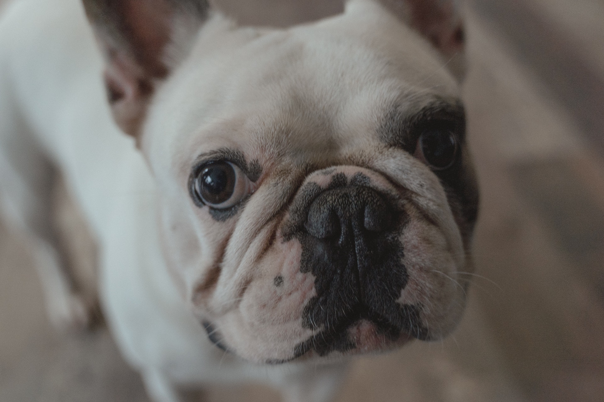 why do french bulldogs cry so much?