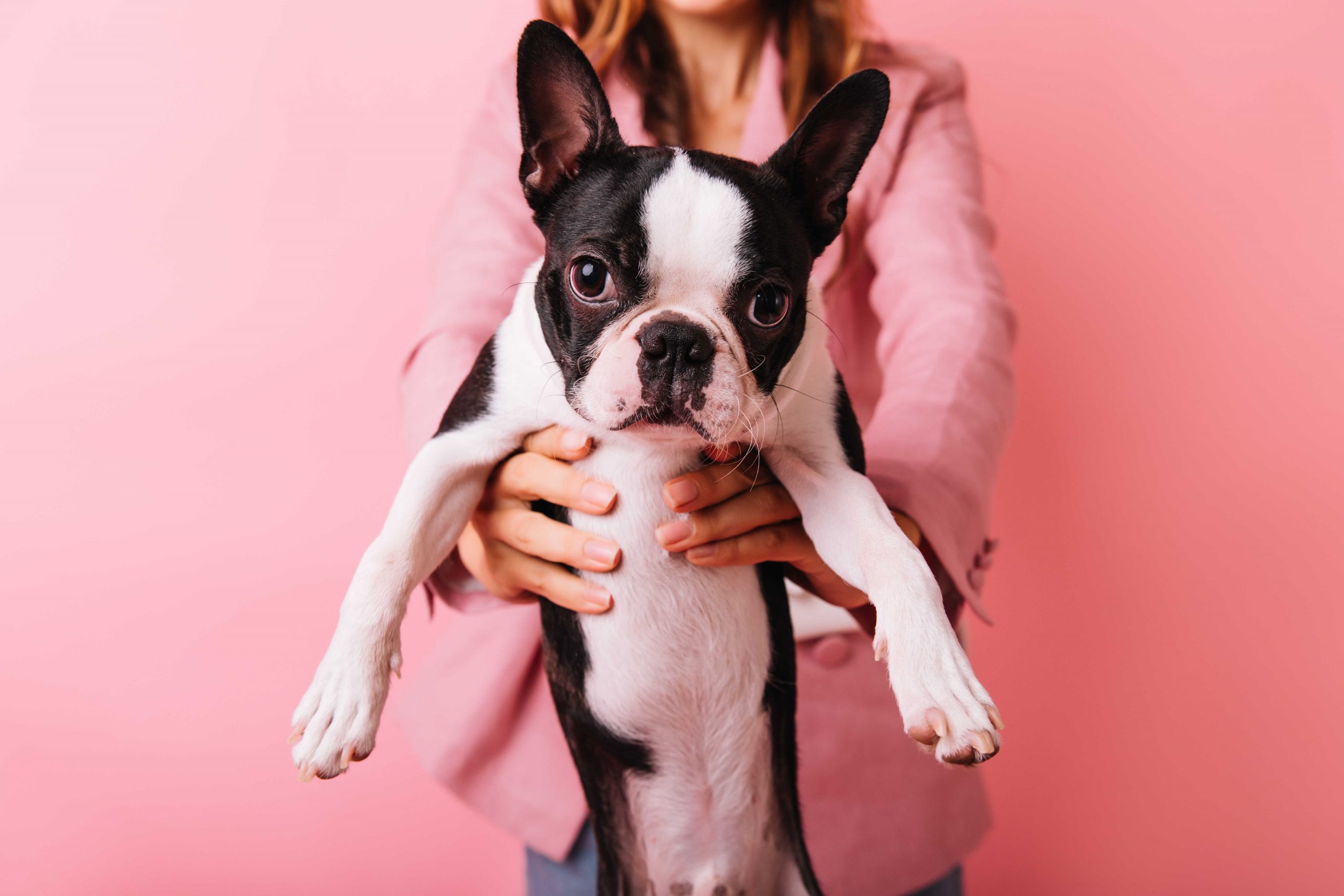 French Bulldog Pregnancy Revealing French Bulldog’s Pregnancy Guide