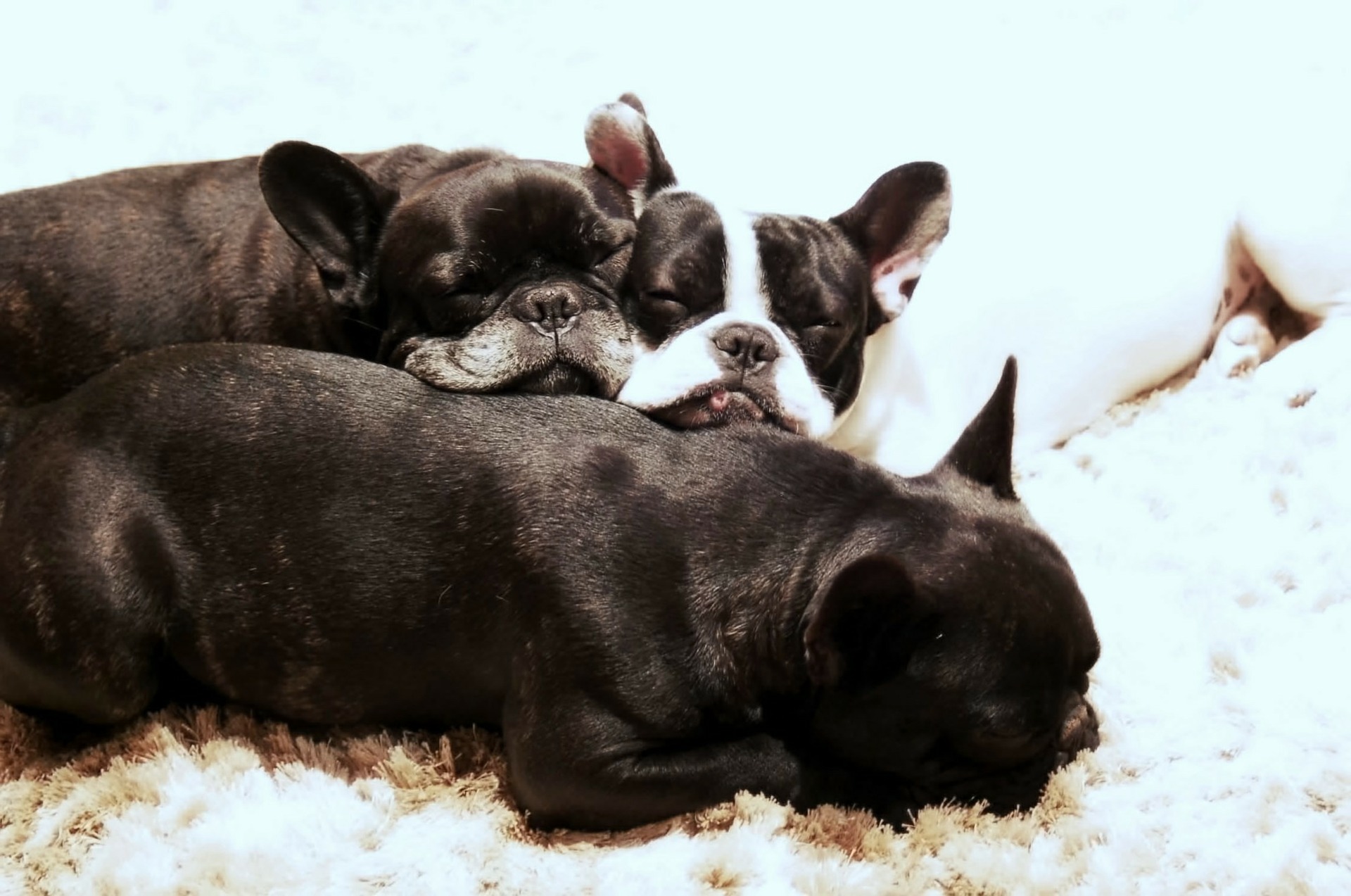 How Much Do French Bulldogs Cost? What’s The Price Tag On Frenchies ...