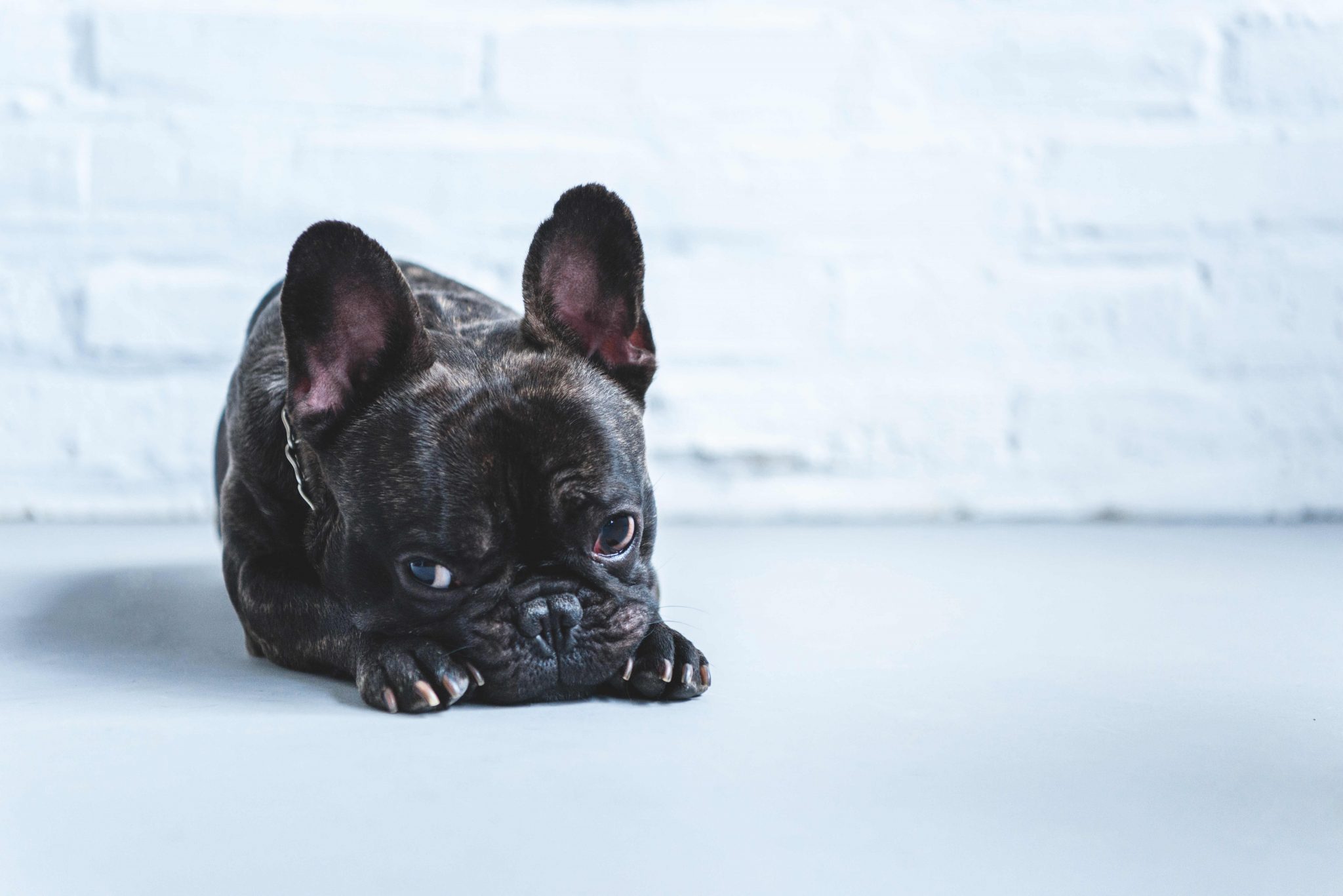 French Bulldog Teeth - How To Deal With Tartar And Plaque? - Frenchie ...