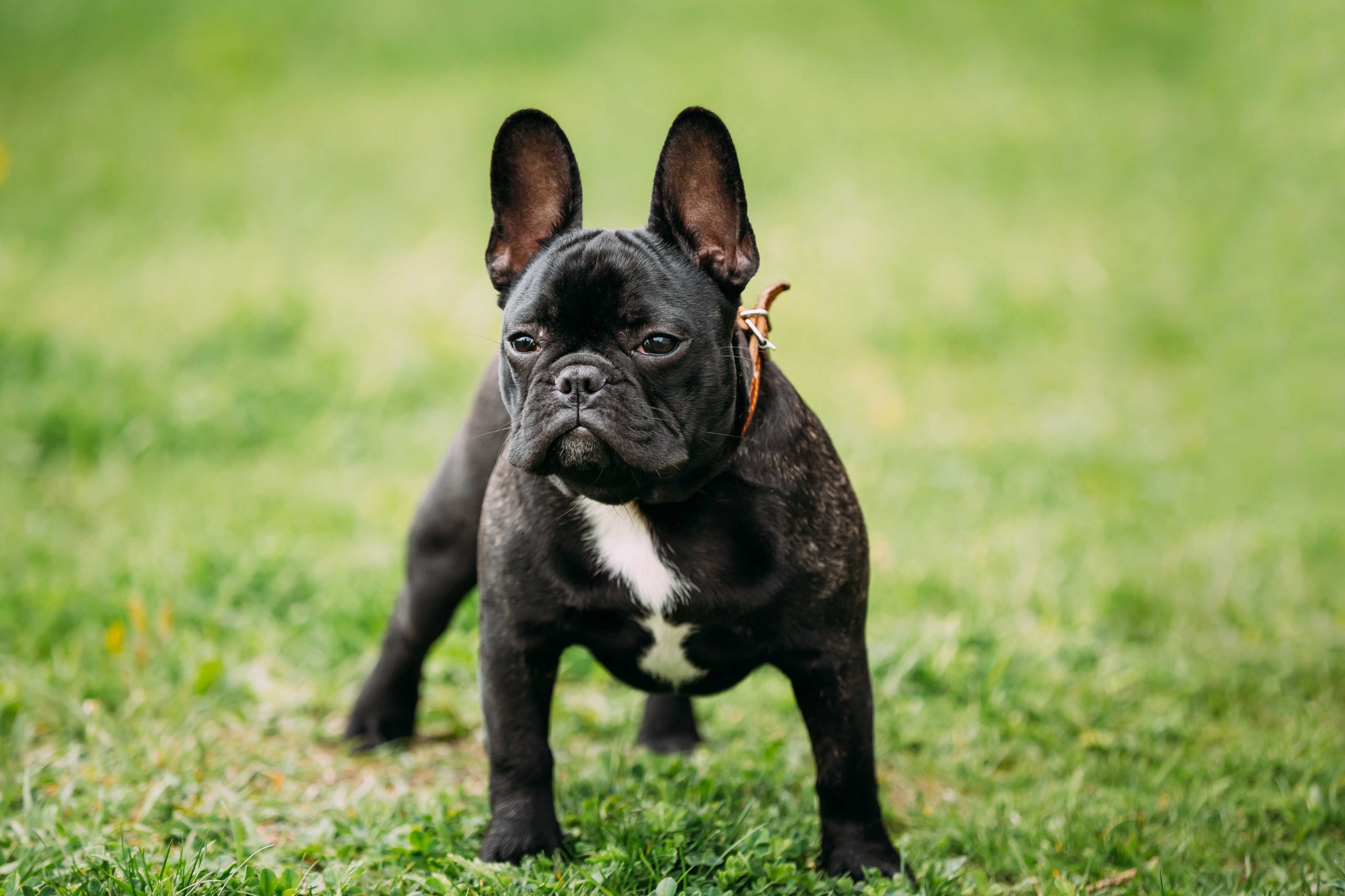 How To Eliminate Frenchie Aggression? - Guide To Frenchie Behavior ...