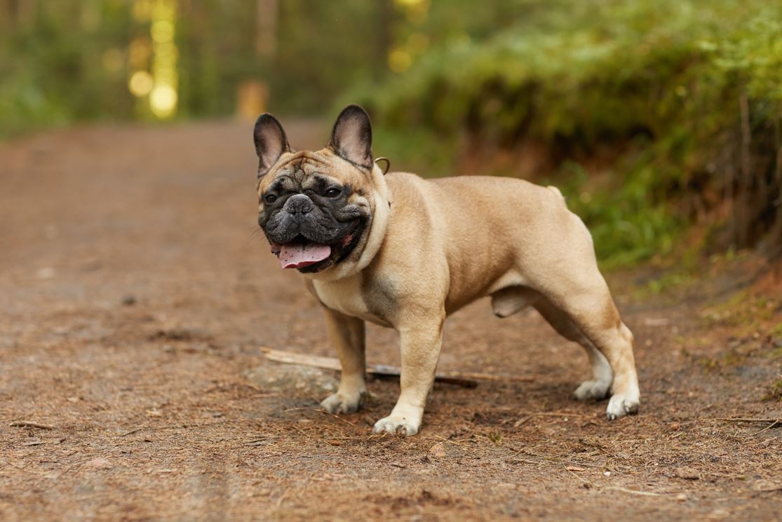 How Long Do French Bulldogs Live? Learn About Your Frenchie's Lifespan