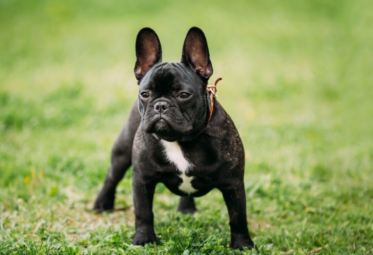 Why Does My French Bulldog Have Bumps And Lumps?