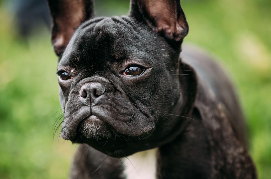 do french bulldogs get pimples