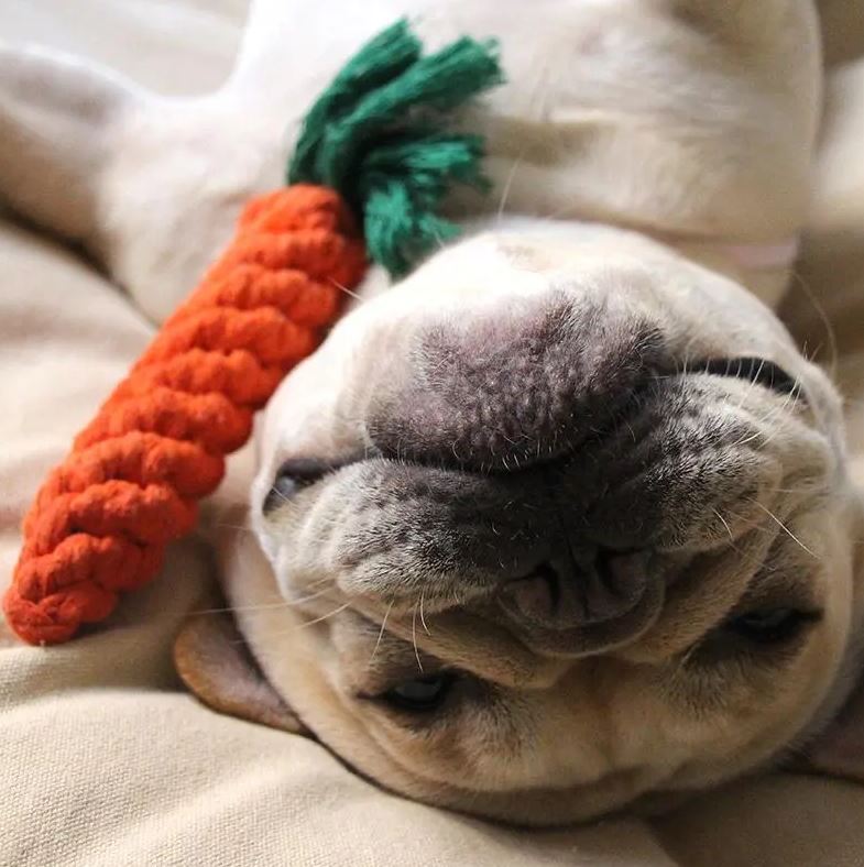 Carrot Rope Toy  Frenchies Community
